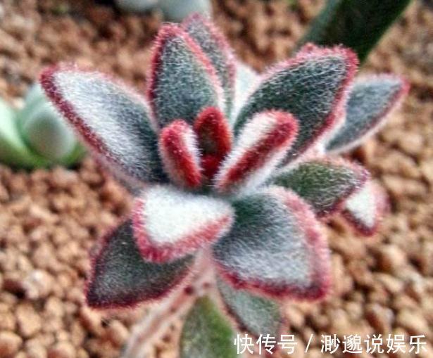 观赏价值|3种“多肉”,靠一杯水活“大半年”,没有光,照样叶肥、花儿多