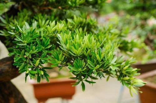 佛手|镇宅辟邪花,适合养家里,平安顺遂好兆头