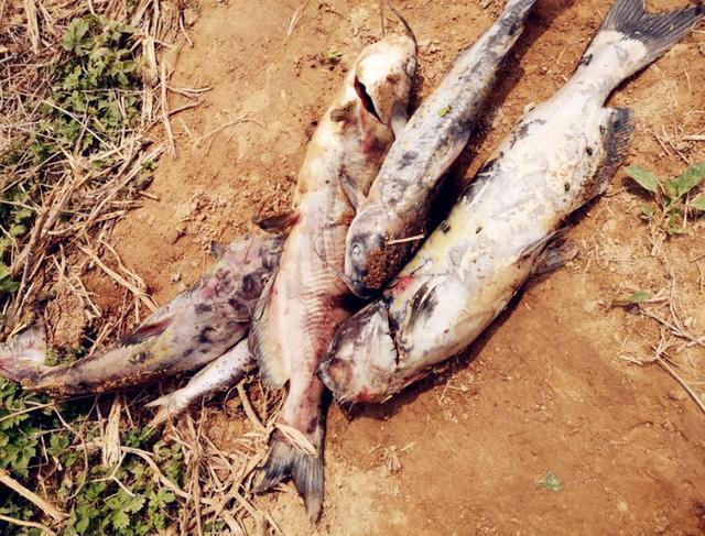 渔政|钓鱼人最愤怒的几个场面,最恨的不是电鱼人,排名第一的是这些人