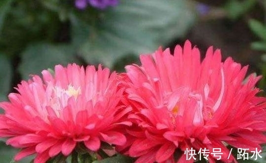 翠菊翠菊|花养在家里，一整年都有好运气，开花漂亮财运来，一养就上瘾