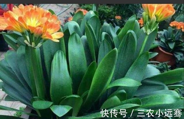 君子兰出现烂根的情况怎么办?