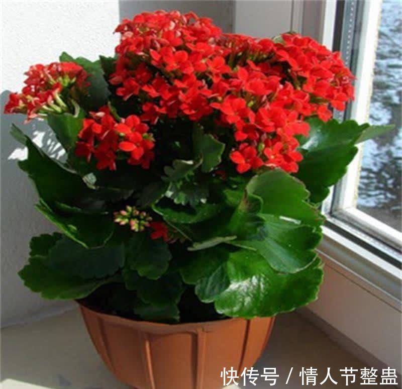 12种花，建议养一盆，不仅吸收废气，还有“旺财添福”的美好寓意