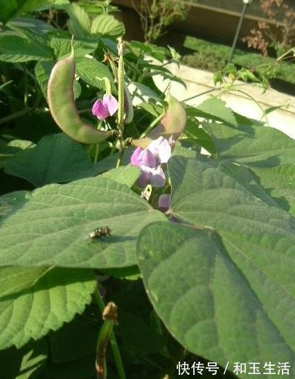 食用禁忌|含有毒素的五种蔬菜,是餐桌上的“常客”,食用禁忌须了解