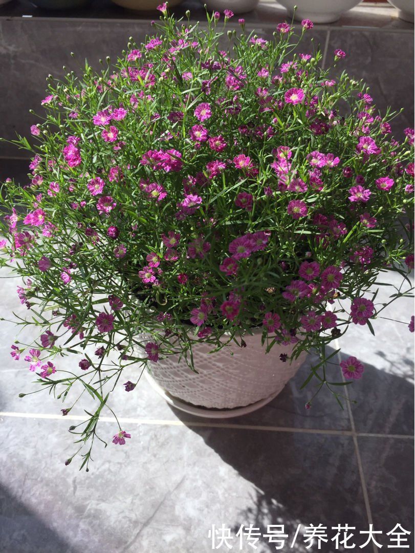 花花|养花要用小花盆,盆越小、挤着养,才能开出漂亮花