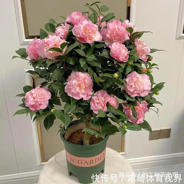 “四树进宅,镇宅旺财”,这4种吉祥植物家里一定要有一盆