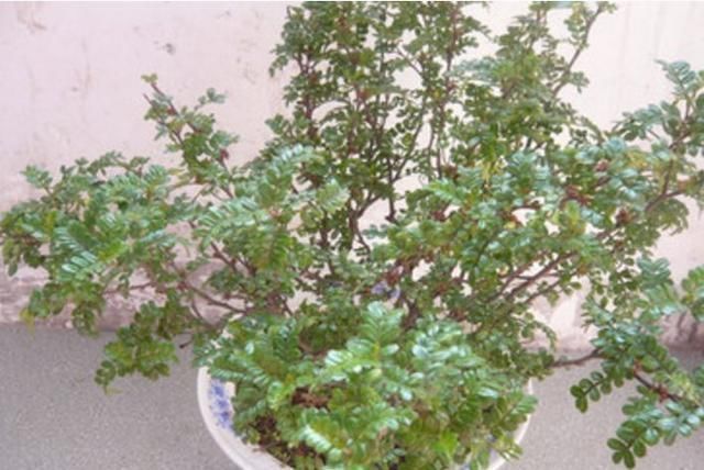 这4种植物是“蚊子克星”,随便在卧室摆一盆,夏天“不用愁”