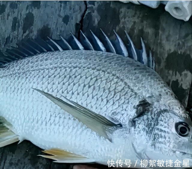 矶钓|有钱不买菜,钓具买得快,孤身钓一夜,平时不勤快,钓鱼跑得快!