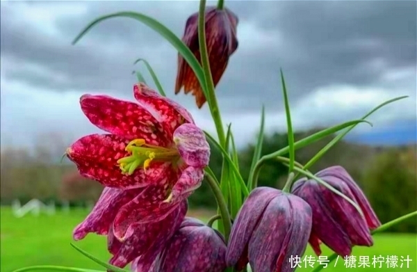 中国特有的六大野花，个个“神仙颜值”惊艳时光
