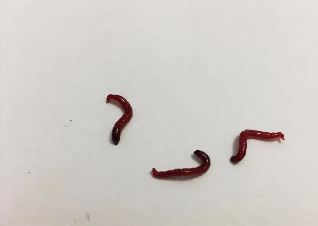 钓友|冬季钓鲫鱼什么饵料好?这3种饵料试试看,冬季钓鲫鱼效果不错