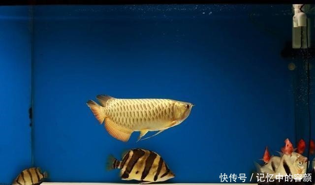鱼命|下列这些观赏鱼能混养成功,是拿很多鱼命,才能买来的效果