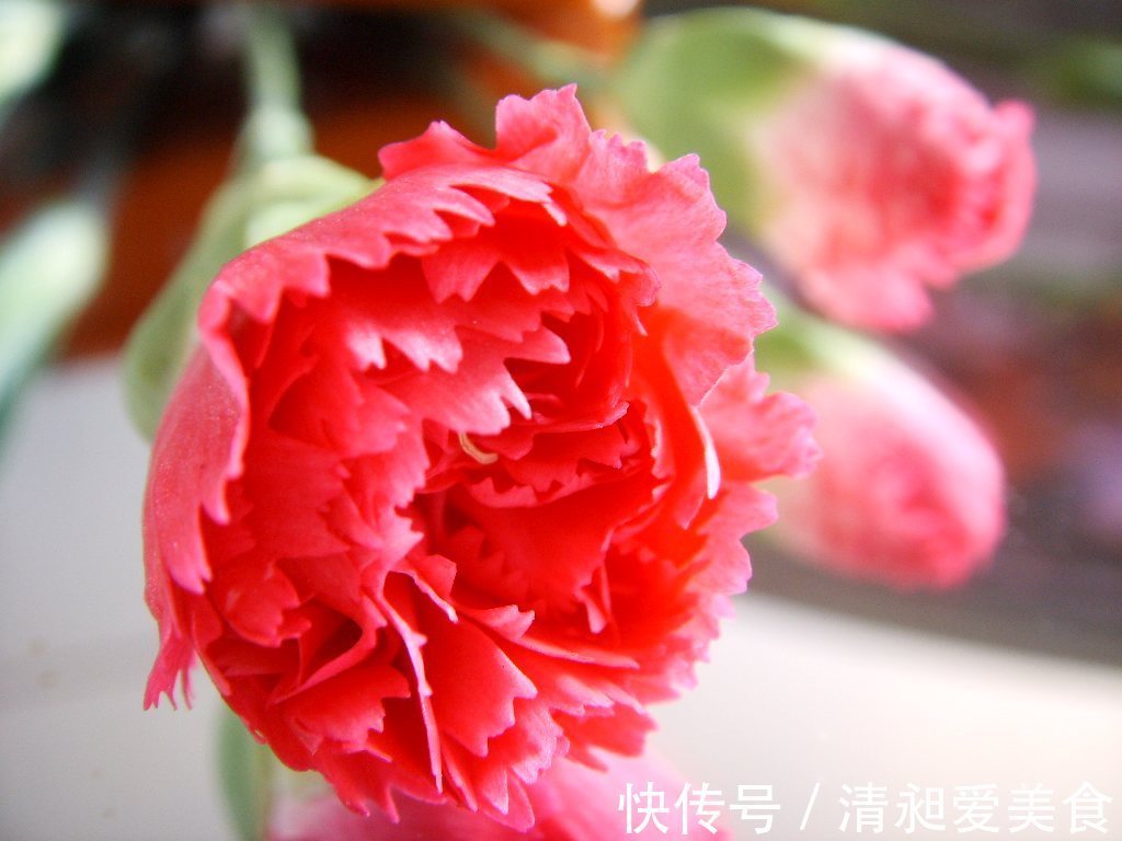 此花所代表的是不朽的母爱,是尊敬和关怀的花,是素雅的花