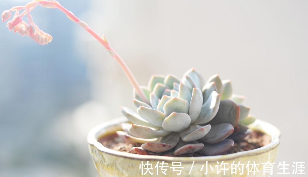 养多肉植物修根上盆，晾根究竟要多久，别不舍得下狠手