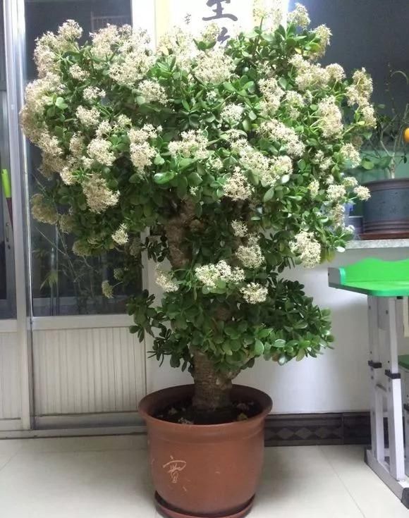 叶片|有名的“12种旺财花”,吉祥又大气,养成老桩更“旺家”