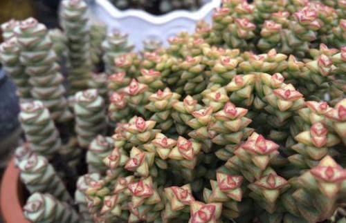 养多肉小米星，掌握“3秘诀”，叶片肥美，颜色好看得不得了！