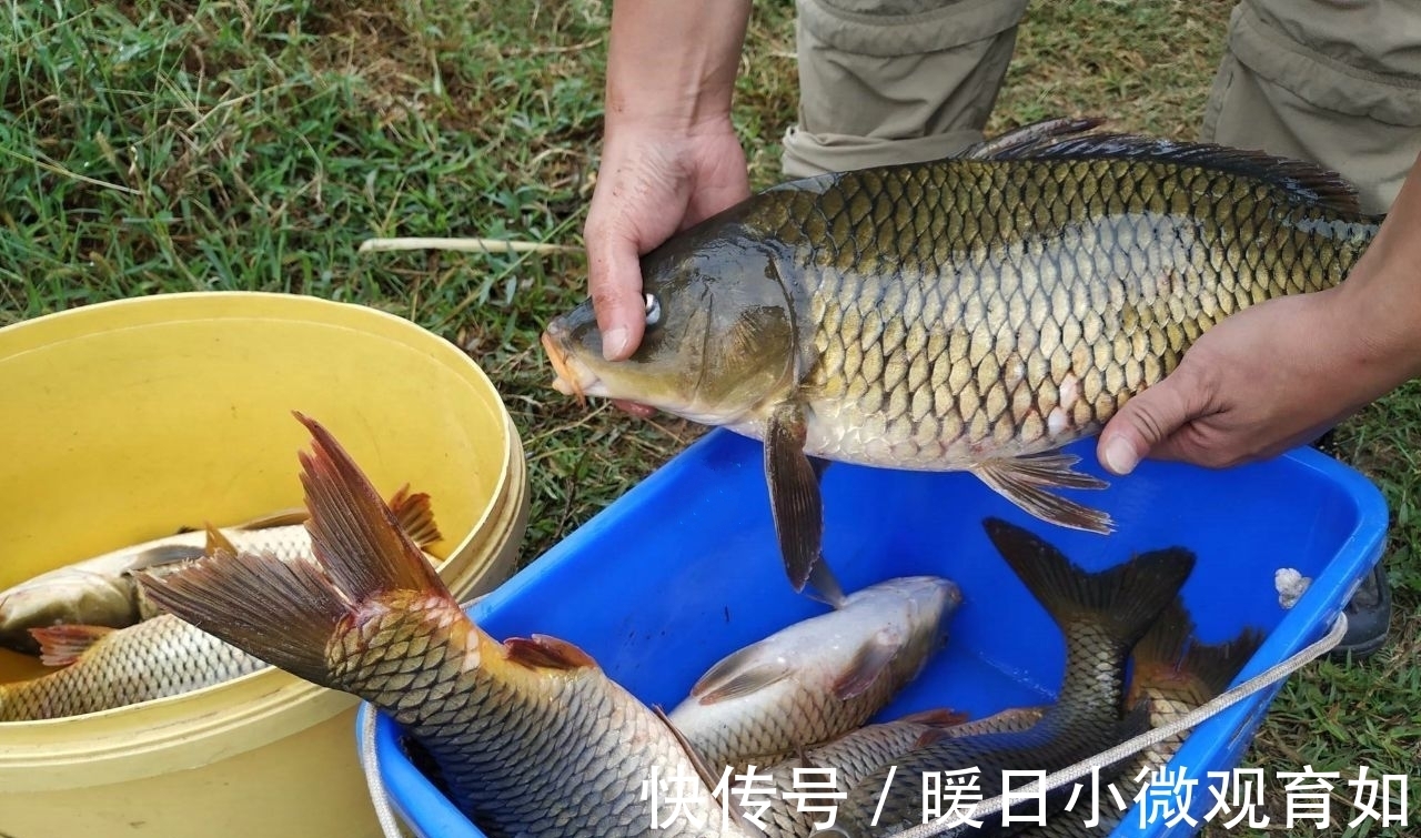 用这个土方法钓鱼，一次钓了十几条大鲤鱼大草鱼，高手在民间啊