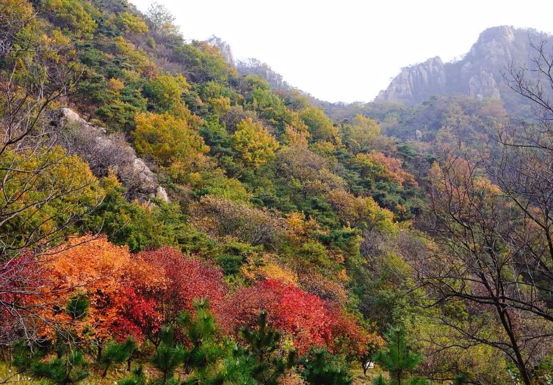  沦陷|重阳必去的登高赏菊好去处！山奇花美，去过的人都沦陷了