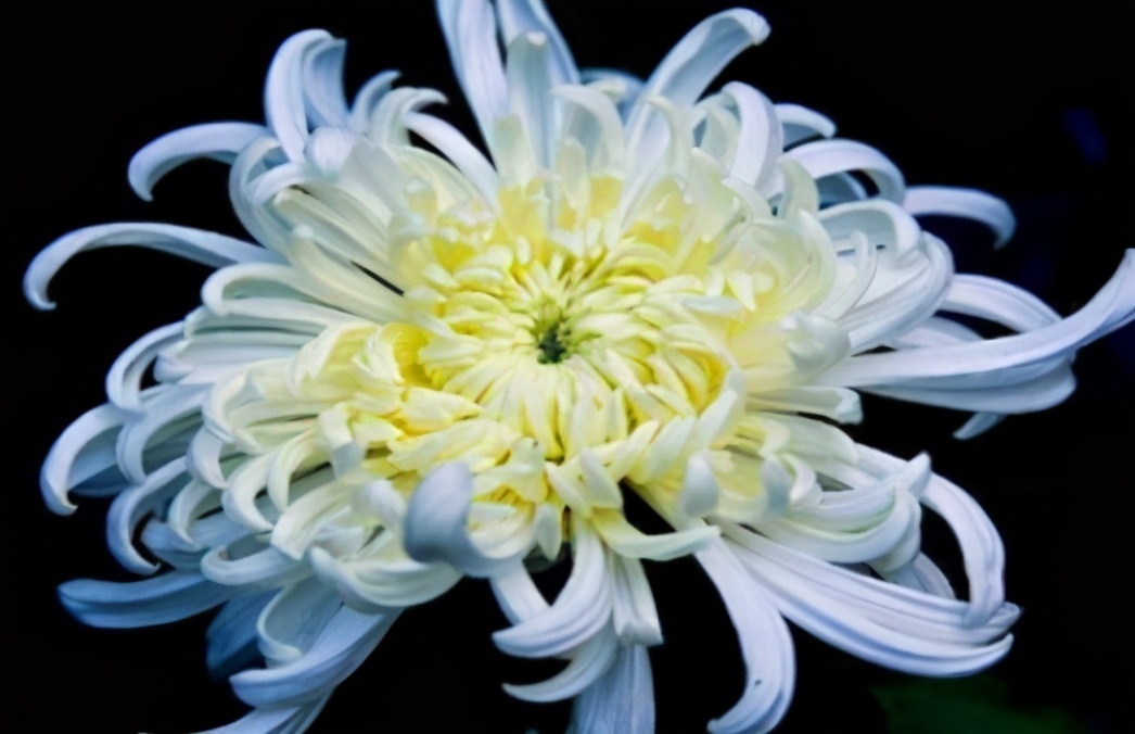 菊花|想长寿要先会吃,3种食物不错过,美容养颜、滋润肌肤!