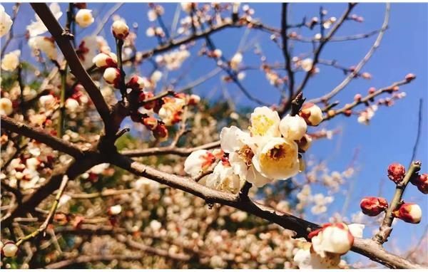 一年春景莫错过，最是花开好时节——到上海滨江森林公园寻找春天