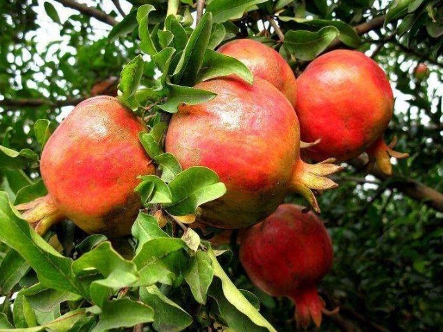 脸色|气血不足、脸色蜡黄怎么办常吃4种食物,好气色养出来