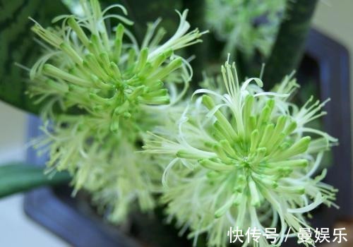 养虎尾兰,有一个“重点”,轻轻松松养爆盆,侧芽多,养10几年