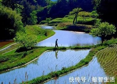 清新|杨万里的两首绝句,清新朴实,美如画卷,更令人百读不厌