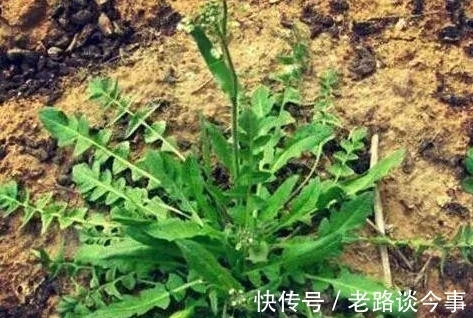 城里人|你说气人不?让城里人羡慕不已的野菜,在农村则可以就地取材