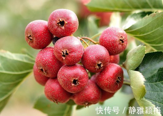 泡水|山楂泡水的功效太大了,常喝身体收获喜人变化,尤其适合女性