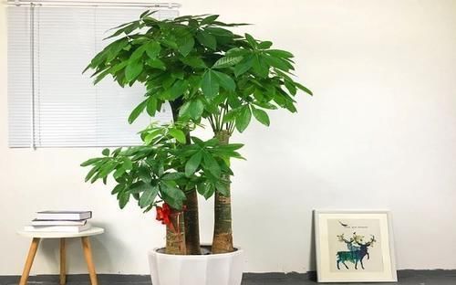 光照|家里不要乱养花,这3种植物,养人又旺财,聪明的人都在养!