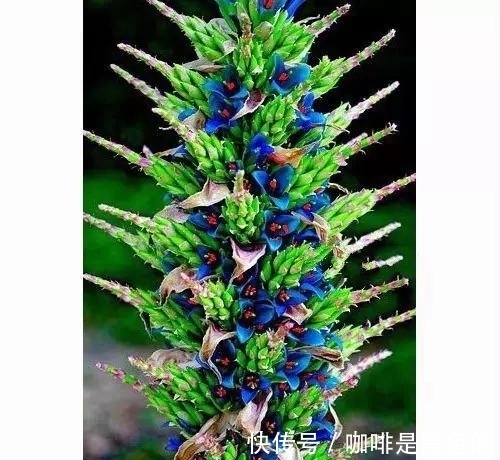 奇花|奇花、奇花、奇花、罕见奇花,赶快打开欣赏吧