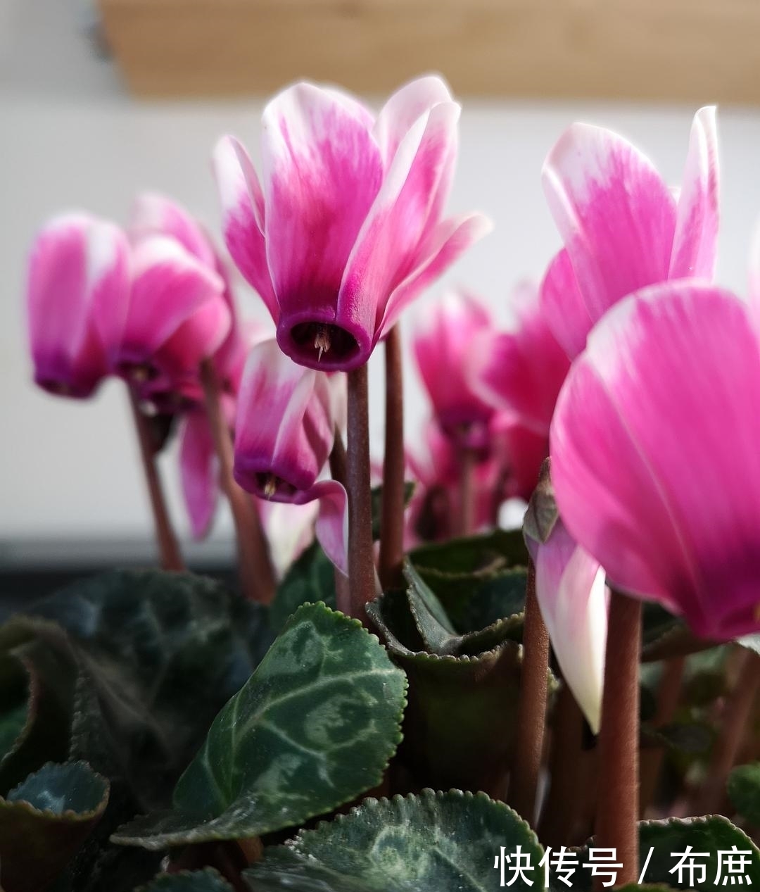 养仙客来的“4个”关键环节,花色丰富,花期更长,仙气十足