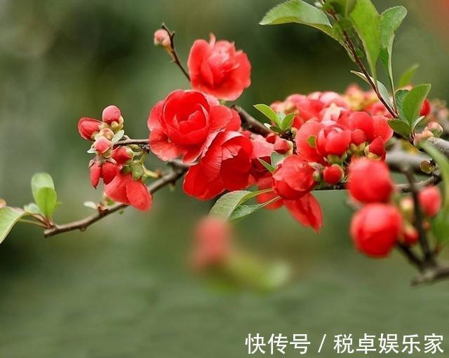 海棠“入夏前期”很重要，晒足太阳分株好成活，夏天开花香味十足