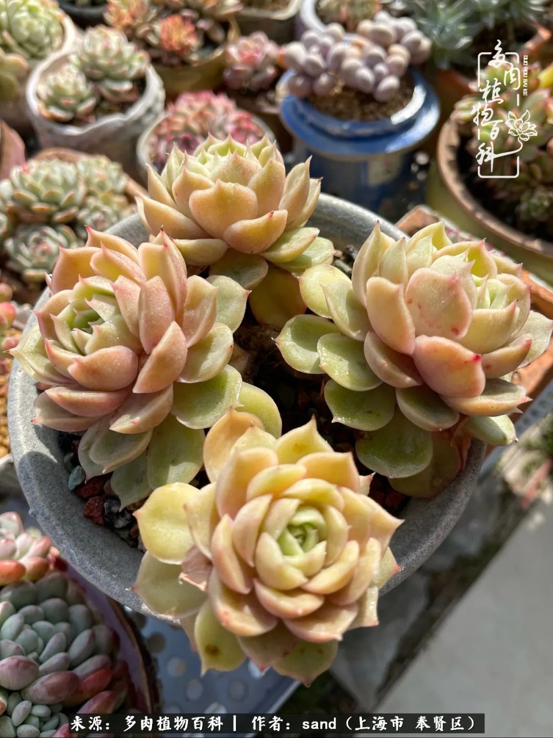 带着200多盆多肉，三个月搬两次家，是一种怎样的体验