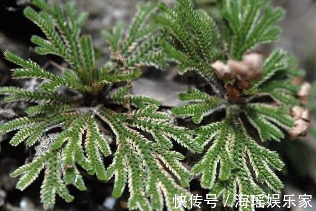 花友们|此种“野草”在山崖上，被称为“九死还魂草”，当盆栽变值钱