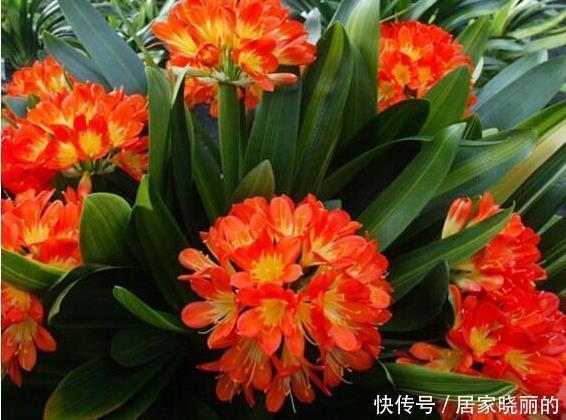 中药|君子兰用这个土来养，根系肥壮，叶子又厚又亮，花开的越来越多