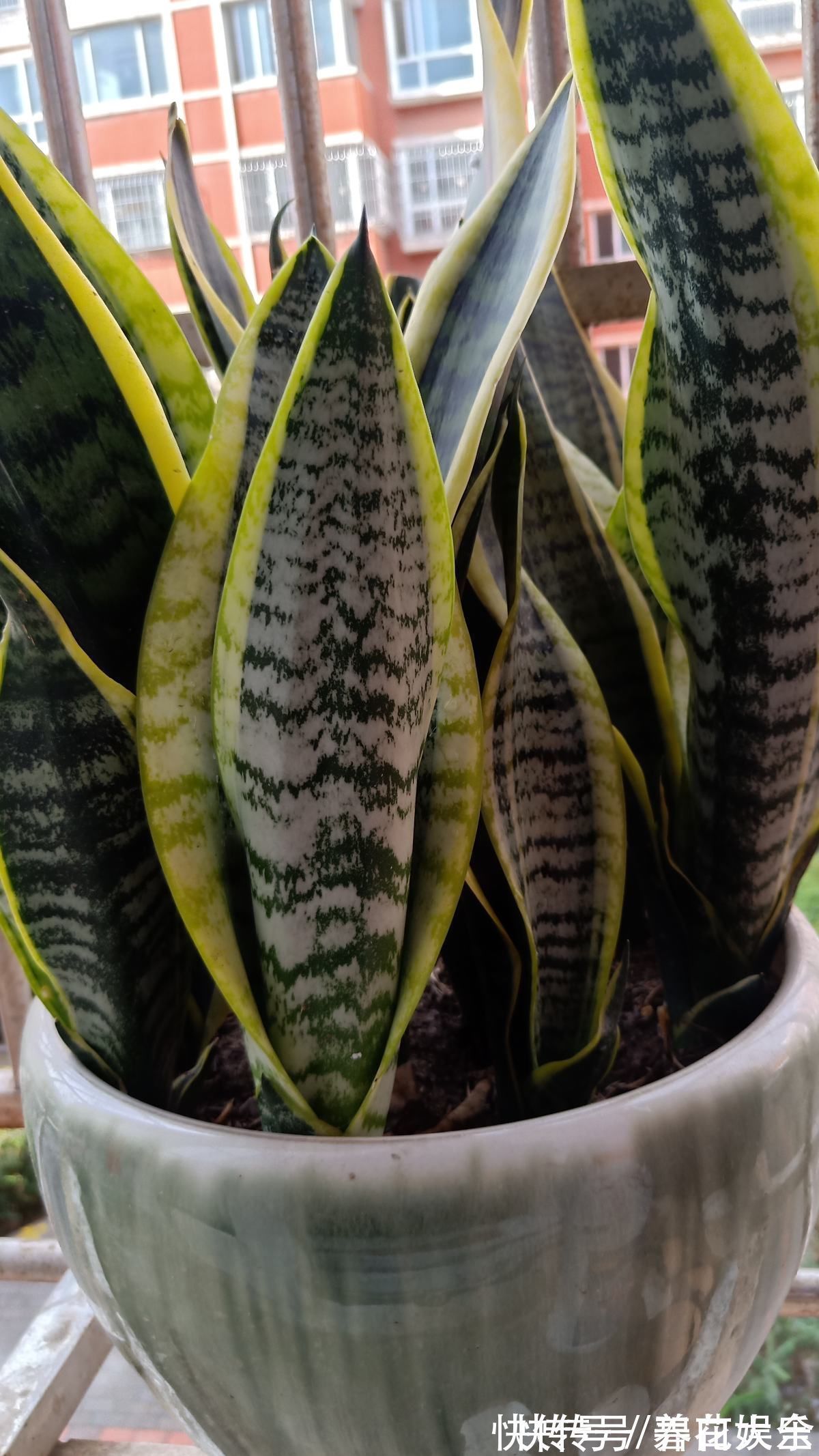 3种花喜欢“穷养”,塞进小花盆、少浇水,才能越涨越旺