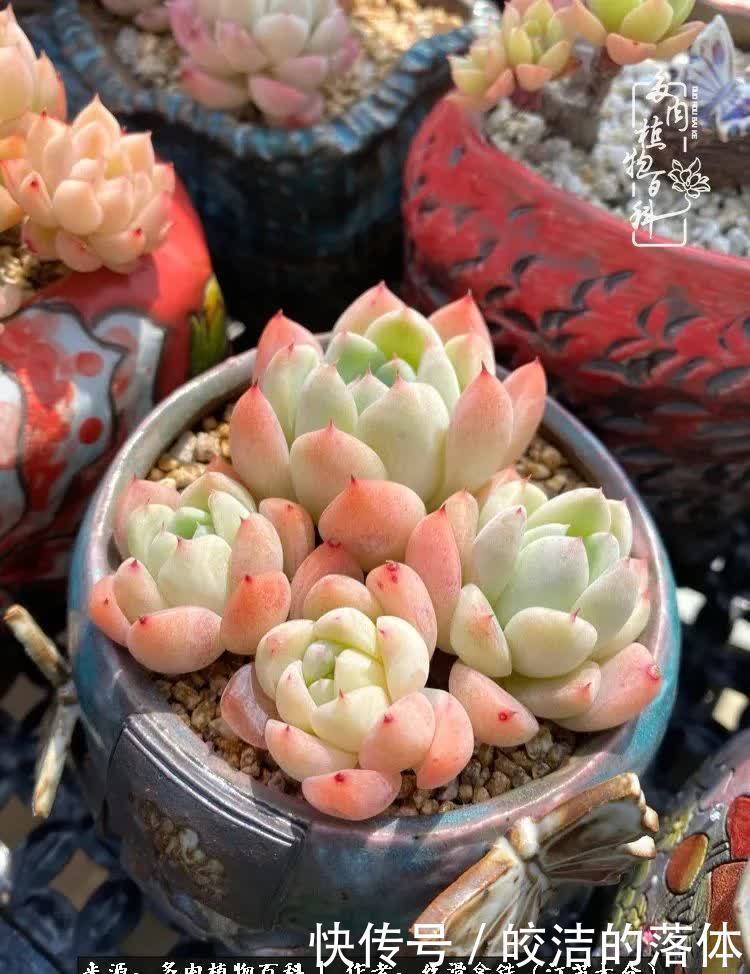 阳光露台多肉,天时地利人和!美肉知时节,当春乃发生!