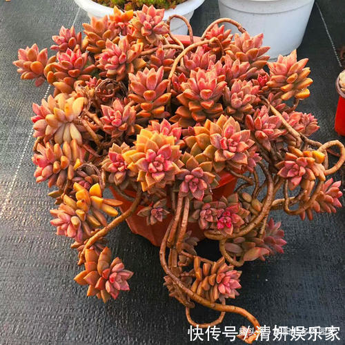 石楠树|秋季养多肉，抓住这2点，个个饱满出状态