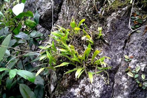 去野外挖植物当盆栽养？4种植物濒危，挖一株少一株