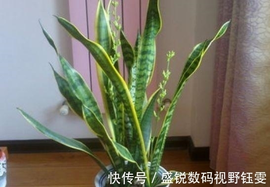 虎皮兰|这“3种”植物不管价格多“贵”, 也要养一盆, 身体变得更健康!