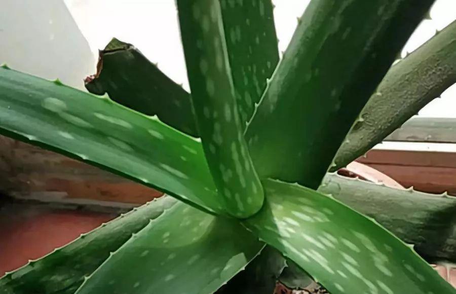 养芦荟记住以下7点，叶片翠绿肥厚，一年养爆盆