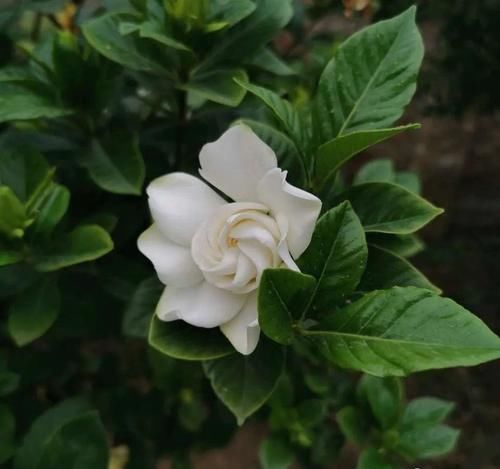 栀子茉莉花用醋养一养，叶子绿，花朵多，气味香