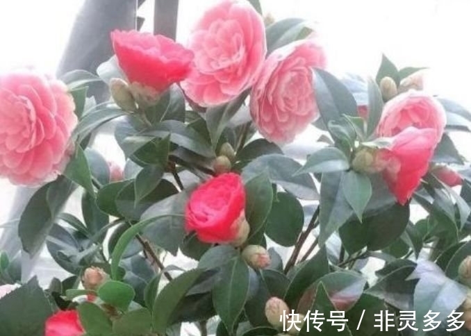 几种花美的出奇,开花爆盆很简单,满树都是花朵,漂亮极了