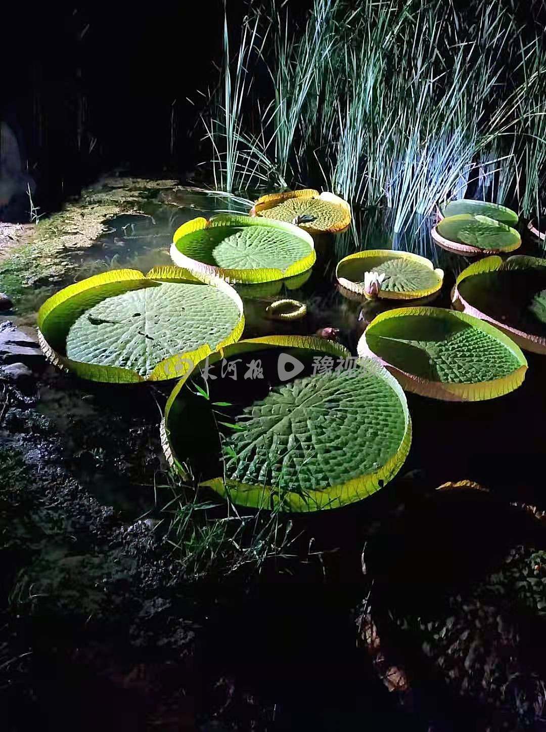 王莲|紫荆山公园上演“今夜不寂寞”不少市民深夜来访都是因为它