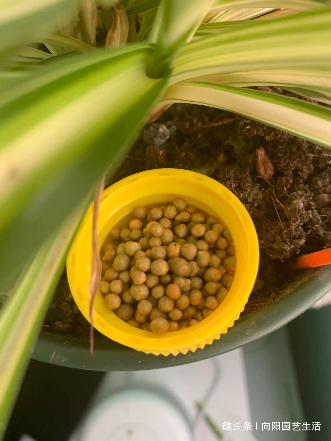 春天养花,准备“3种”肥料,开花不用犯愁,爆花效果非常好