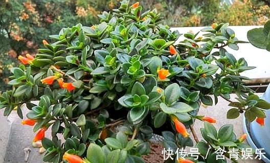 养金鱼吊兰,避免“1点”,叶片油绿不发黄,枝头挂满“小金鱼”