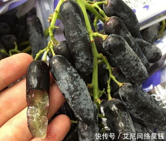  庭院|此树冻不死，插土就活，庭院种2棵，明年结果200斤全家吃不完