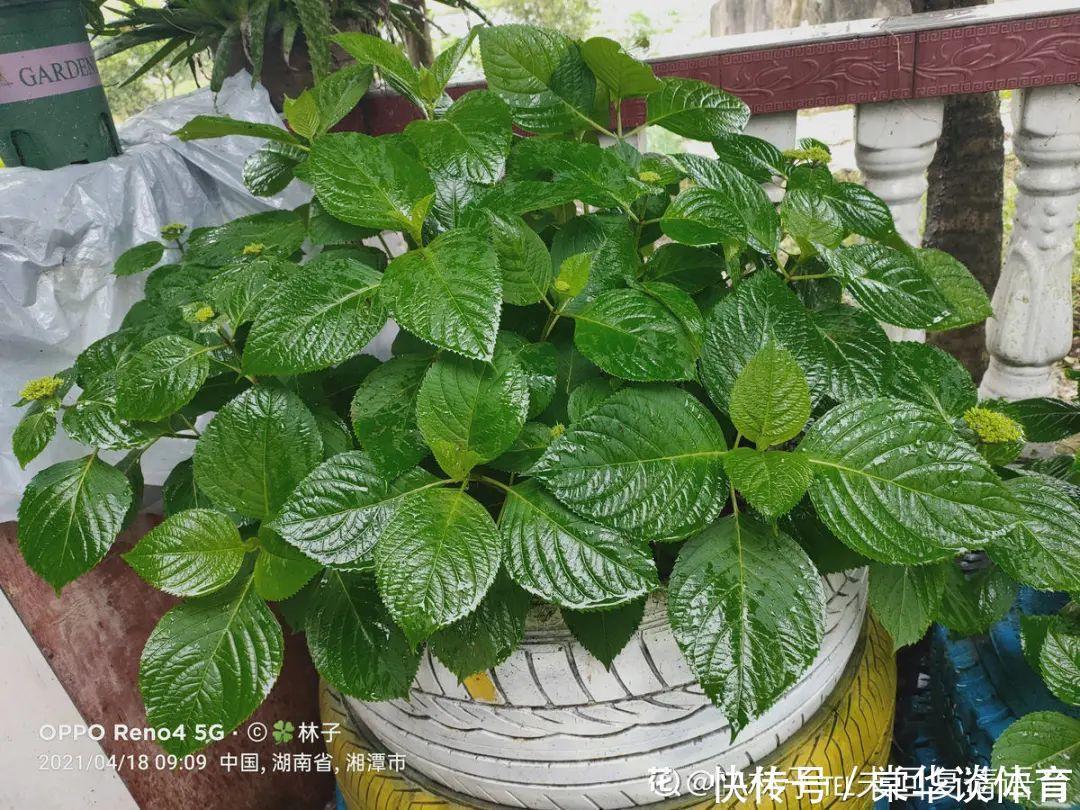 酸性|天生爱淋雨的花，多淋几次，连肥料都省了