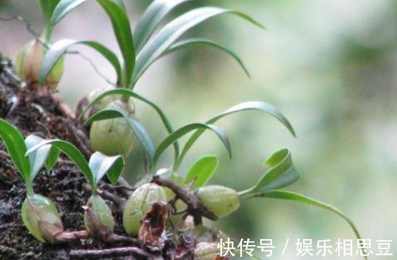 入药|农村长在石头上的杂草,原来无人问津,现在35元一斤很抢手