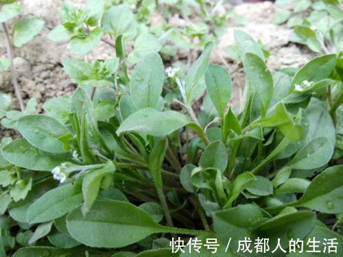 附地菜|农村一种野草,过去用来喂猪,殊不知药用价值高,消肿止痛有奇效