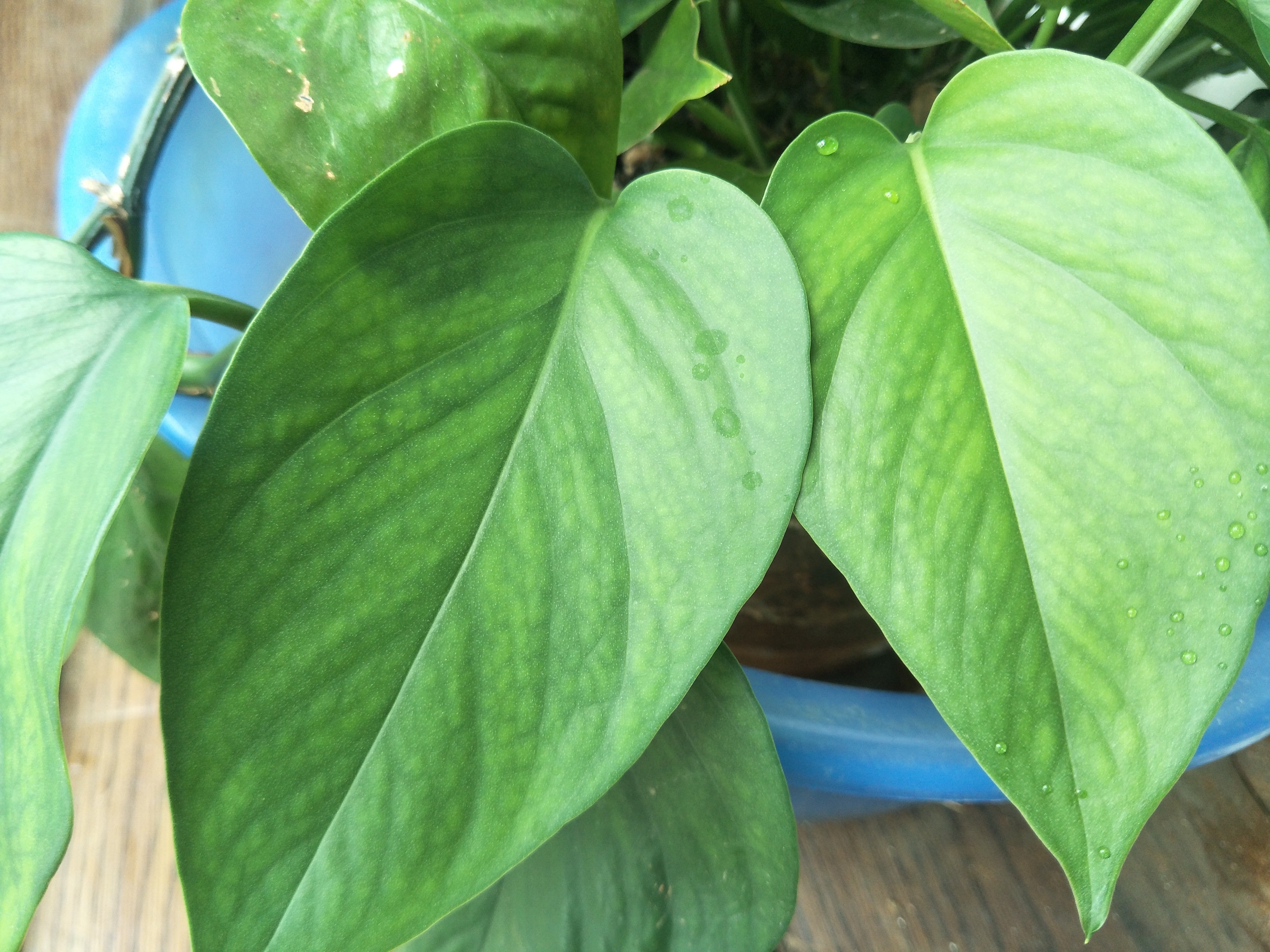 绿萝能摆放在卧室养护吗?有什么养护注意事项?